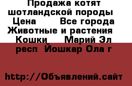 Продажа котят шотландской породы › Цена ­ - - Все города Животные и растения » Кошки   . Марий Эл респ.,Йошкар-Ола г.